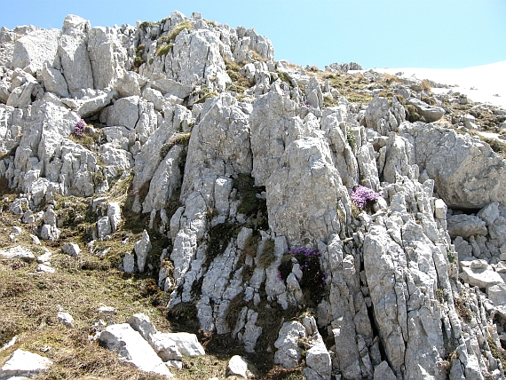 Saxifraga oppositifolia subsp. oppositifolia/ Sassifraga a foglie opposte